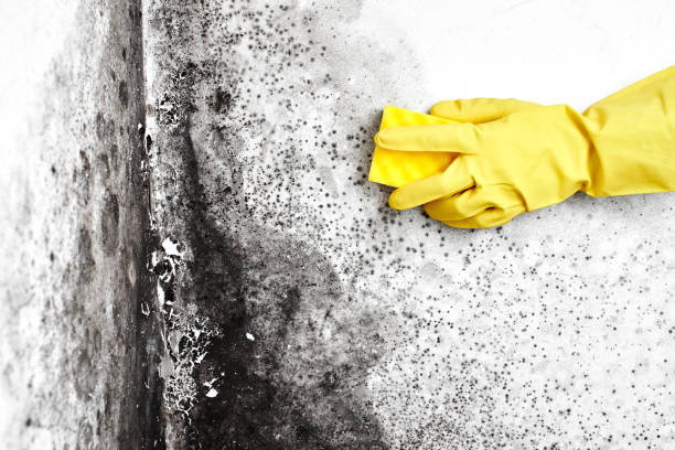 Best Mold Remediation for Specific Building Types in Redkey, IN