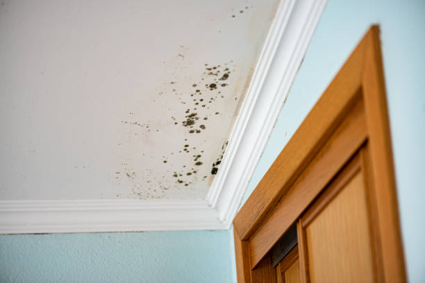 Best Industrial Mold Remediation in Redkey, IN