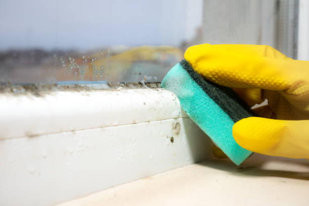 Best Black Mold Remediation in Redkey, IN