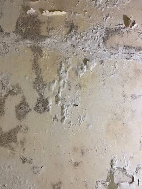 Best Commercial Mold Remediation in Redkey, IN